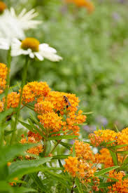 Image result for Asclepias aurea