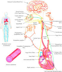The vasovagal response is an automatic reflex that stimulates your vagus nerve. Cardioinhibitory Syncope From Pathophysiology To Treatment Should We Think On Cardioneuroablation Springerlink