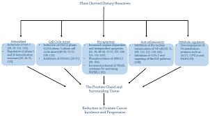 High intake of cruciferous vegetables may offer some protection against prostate cancer, but overall data are inconclusive. Nutrients Free Full Text Plant Bioactives And The Prevention Of Prostate Cancer Evidence From Human Studies Html