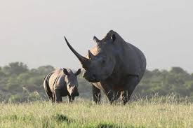 The software is commonly used for. Rhinoceros Or Rhino Travel Guide Destination Uganda