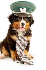 Bernese Mountain Dog Puppy Black And White 