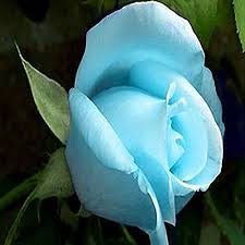 Check spelling or type a new query. 50 Off On Royal Paradise Gardens Rare Rose Flower Live Plant Sky Blue Rose Flower Plant 1 Healthy Live Plant On Amazon Paisawapas Com