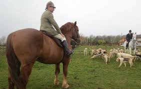 Rare Suffolk Stallion Makes His Hunting Debut Horse Hound Minecraft Pixel Art Quilt Block Patterns Pixel Art