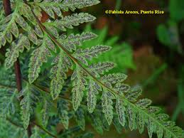 Image result for Pityrogramma