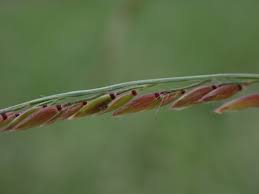 Image result for Eriochloa procera