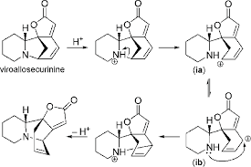 Image result for Mildbraedia carpinifolia