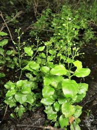 Image result for Samolus