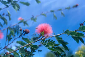 On oct 16, 2013, clkr from round top, tx wrote: Pom Pom Flower Qut Digital Collections