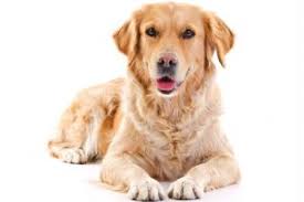 Yes, a dog can survive prostate cancer, if treated properly. Puppy Up Foundation Prostate Cancer Prostatic Adenocarcinoma In Dogs