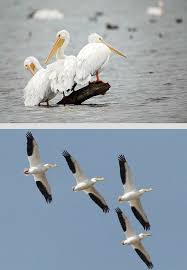 Small Brown Bird With Black And White Wings American White Pelican Pelecanus Erythrorhynchos Very Large With Black Flight Feathers Visible Only When Flying Unmist Pelican Dabbling Duck Ornithology
