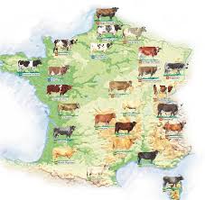 Au cours du xxe siècle, il y a eu une politique de réduction du nombre de races de vaches en france. La Vache Ce Pays Carte De France Race De Vache Geographie