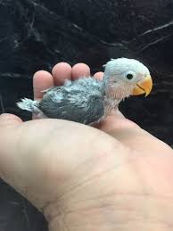 .lovebird black cheeked lovebird fischer's lovebird red lovebird lutino opaline lovebird australian lovebird peach faced lovebird opaline creamino lovebird alisa phi sara lovebird lutino fischer's lovebird young 19 replies to top 10 lovebird price in india. Fischer Lovebird Price In India