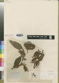 Image result for Bertiera aethiopica