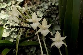 Image result for Rangaeris muscicola