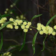 Image result for Acacia lasiopetala