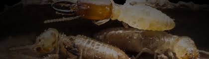 Residential & commercial services for austin since 2002. The Four Most Destructive Termite Pests In The Country