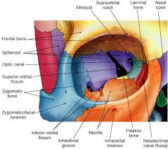 Image From Http Droualb Faculty Mjc Edu Lecture 20notes Unit 202 Fg06 15t Jpg Medical Anatomy Anatomy Human Anatomy And Physiology