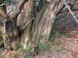 Image result for Sesamothamnus lugardii