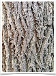 © felicity rose cole wild cherry tree bark (prunus avium) Mulberry Tree Bark Boulder Tree Care Pruning Tree Removal Services