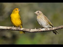 Canario Da Terra O Que Come Canto Para Esquentar O Canario Da Terra Gravado Ao Vivo Na Natureza Youtube Canario Da Terra Bichinhos Bonitinhos Passaro Canario