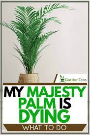 So it naturally admires plenty of. My Majesty Palm Is Dying What To Do Garden Tabs