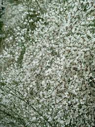 Image result for Retama monosperma