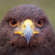 Harris S Hawk Closeup 76721 By Gordon W Harris Hawk Largest Bird Of Prey Birds Of Prey