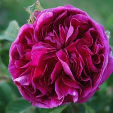 Charles de mills, bizarre triomphante, rose bleue, ardoisée, maheca de dupont, violette bronzée, charles wills, charles mills Charles De Mills Rose Intensiv Rosa Violett Ca 150cm Unbekannt Rosa Charles De Mills Online Bestellen