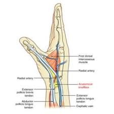 We did not find results for: Radial Artery In The Anatomical Snuffbox Download Scientific Diagram