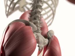 The bones of the skeletal system also protect internal organs, store calcium, and produce red and white blood organs and other structures of the respiratory system include the nasal passages, lungs, and a long. Useless Body Parts That Humans No Longer Need