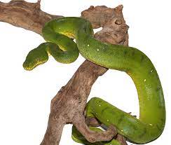 Anaconda Phase Emerald Tree Boa Colorado Reptiles