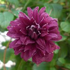 Check spelling or type a new query. Italienische Waldrebe Clematis Viticella Purpurea Plena Elegans Violett