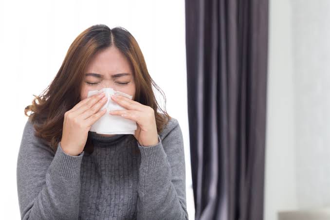 Daun salam untuk flu dan batuk