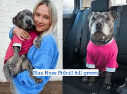 Maybe you would like to learn more about one of these? 8 Things You Need To Know About The Blue Nose Pitbull Puppies