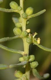 Image result for Suaeda monoica