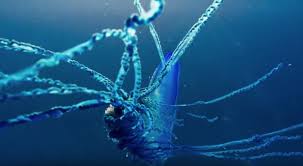 Jellyfish have long been a stinging fact of life at the jersey shore, but lately some dangerous species have been making their way to the area. Fish Paralyzed By Man O War Tentacles Blue Planet Ii The Kid Should See This