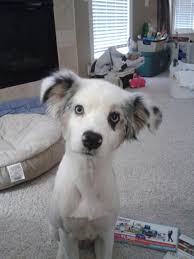 Shaved Australian Shepherd: Is It Safe?