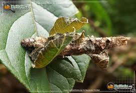 Maybe you would like to learn more about one of these? Bagworm Moth Various Spp