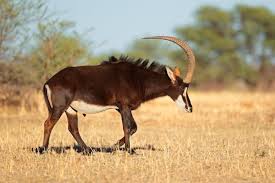 Irritable, and charges with long, sharp horns up to 64km an hour. African Animals List A Comprehensive Guide With Links Photos African Animals Antelope Animal Animals