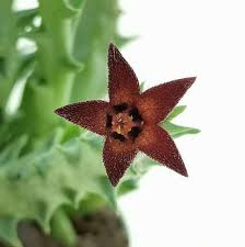 Image result for Orbea knobelii
