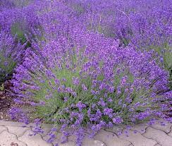 Image result for Lavandula angustifolia Vera