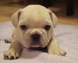 Other reasons for floppy ears. 50 Very Cute French Bulldog Puppy Images And Pictures