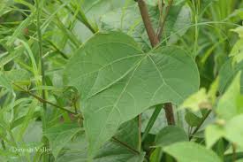 Image result for Azanza lampas