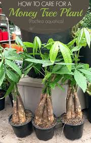Money Tree Plant Care Guide How To Take Care Grow Indoors Money Tree Plant Money Plant Care Money Tree Plant Care