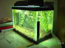 Nano Tank Kurulumu Hakkinda Hersey Akvaryum Bitkileri Ve Baliklari