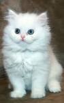 11 Cute Eldridge Persian | Cute Cat Pictures