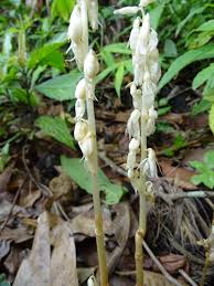 Image result for Epipogium roseum