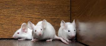 We serve a wide variety of industries at competitive prices. Are Mice Blind Nuisance Wildlife Management In Dayton