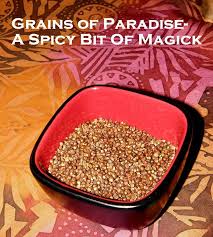 Grains Of Paradise A Spicy Bit Of Magick Magick Magic Herbs Herbalism