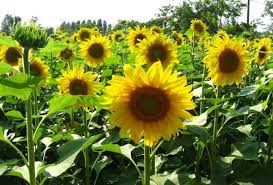 Bunga matahari adalah tanaman yang sangat indah dengan bagian tengah, yang disebut sebagai bunga tabung, bisa terdiri dari dua ribu kuntum bunga kecil.1 x teliti sumber banyak varietas umum. Sunflower Cultivation Information Guide Asia Farming